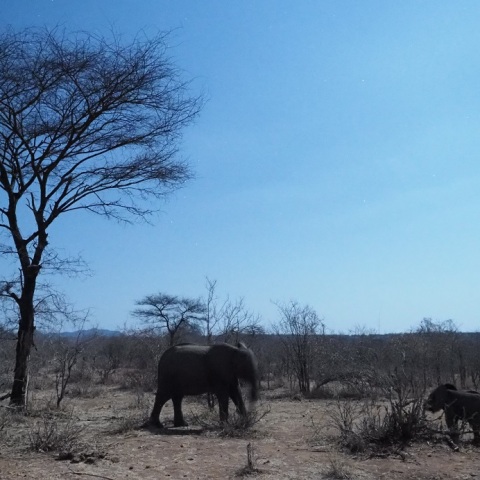 Wild  NightーElephantⅡ