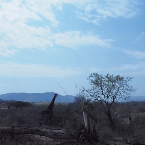 Wild  NightーGiraffeⅠ