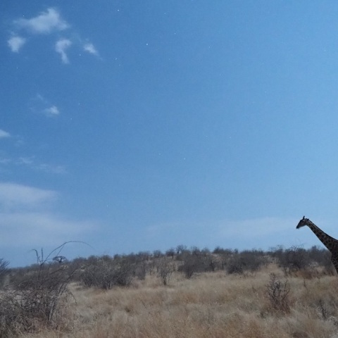 Wild  NightーGiraffeⅡ