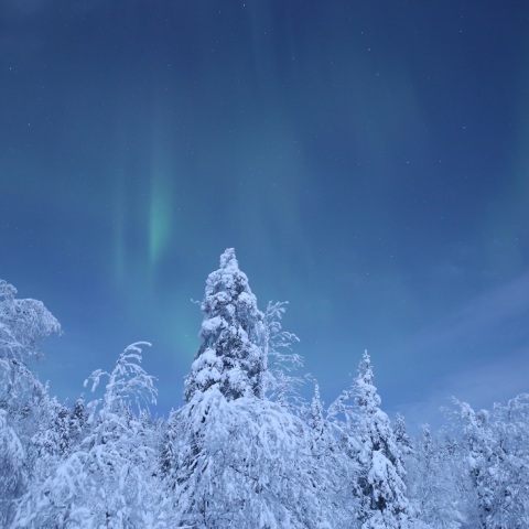 白銀の森の輝き