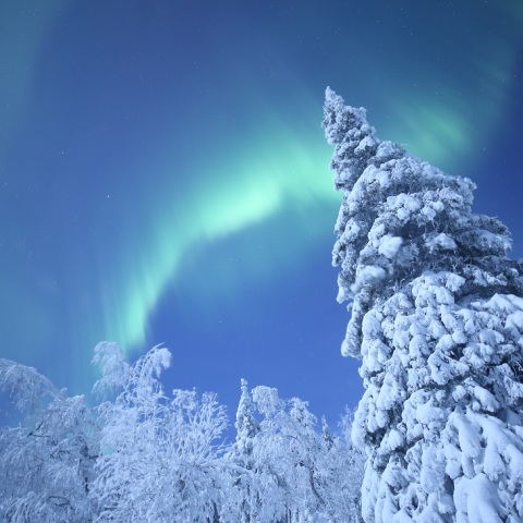 聖光放つクリスマスツリー