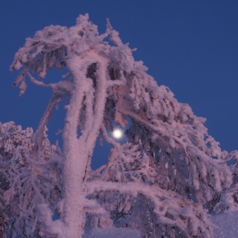 モンスターの光る目