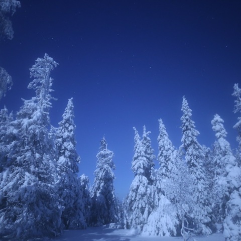 タイガの森のカシオペヤ座