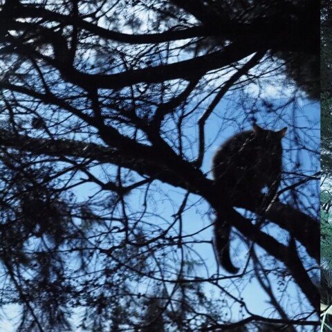 Wild NightーPossum with Worm Moon