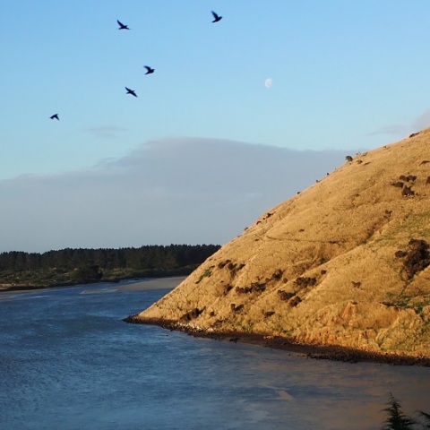 With the MoonーEight Birds