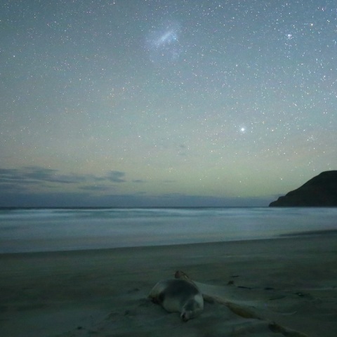 Wild NightーDreaming Sea LionⅠ
