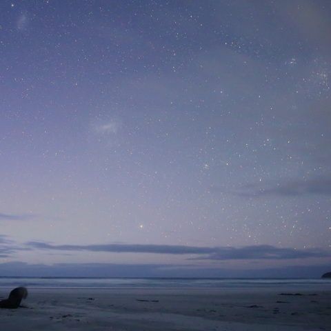 Wild NightーTwilight Sea Lion