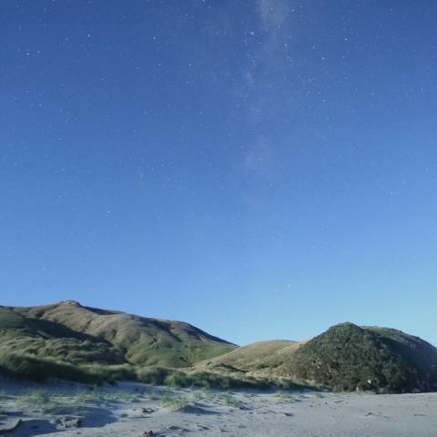 Wild NightーDreaming Sea LionⅡ