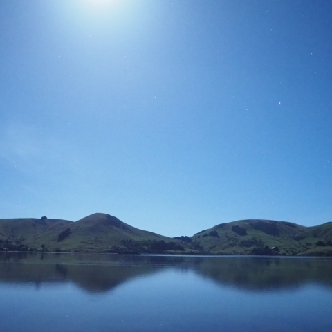 Wild  NightーBird with Pink Moon