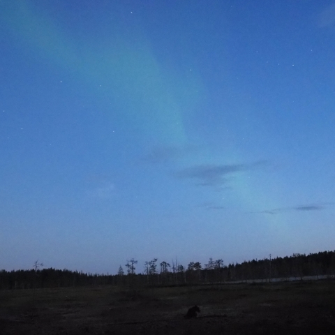 Wild NightーBrown Bear  with  Aurora Ⅰ