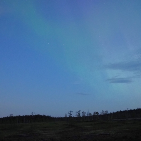 Wild NightーBrown Bear  with  Aurora Ⅱ