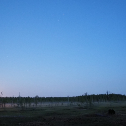 Wild NightーBrown Bear  with  Moon