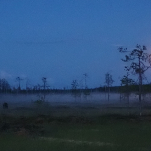 Three Brown Bears  with  Moon 
