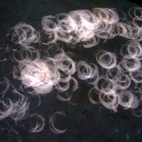 モルディブのリング２（金環中の木漏れ日）