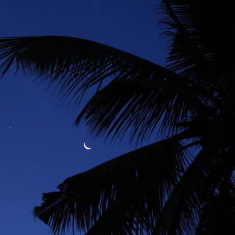 月と金星を包む椰子の葉