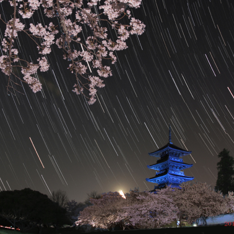国分寺ブルーライトアップ満開の桜と沈むオリオン