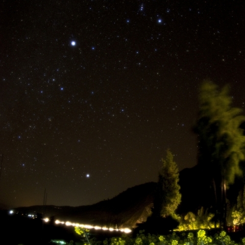 Rape Flower in my dream