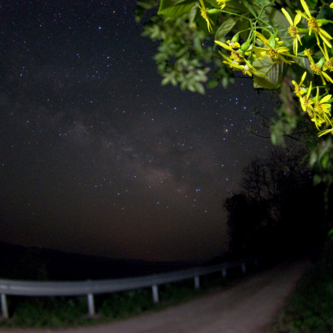 Galactic wild chrysanthemum