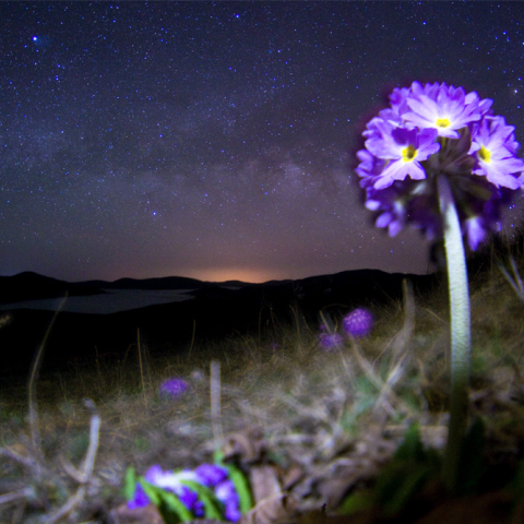 Primula denticulata Smith subsp. sinodenticulata
