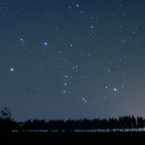 防風林に昇るオリオン座