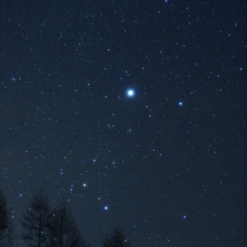 防風林とおおいぬ座