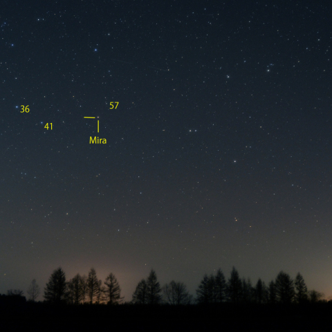 昇るくじら座と変光星ミラ
