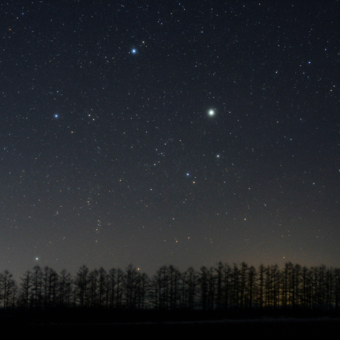 防風林に沈むぎょしゃ座