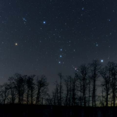 防風林から昇るオリオン