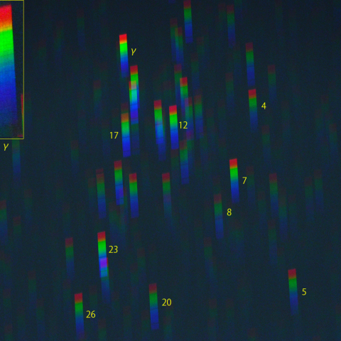 かみのけ座中央部のスペクトル