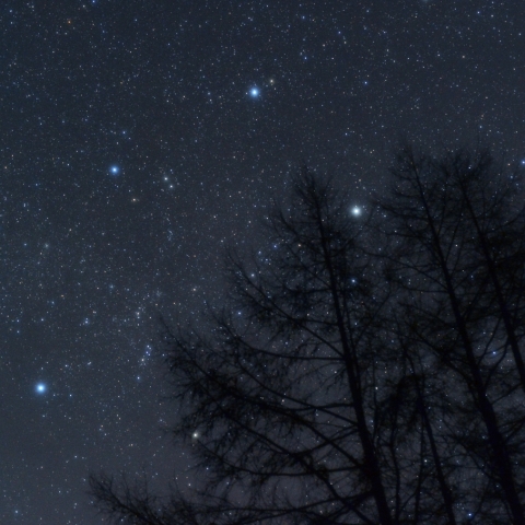 防風林にかかるぎょしゃ座