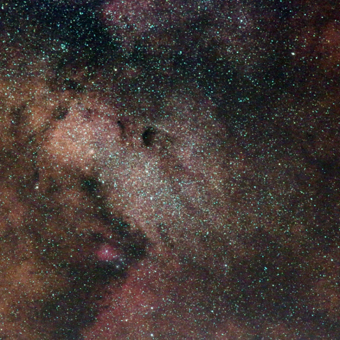 バンビの横顔 (M24)