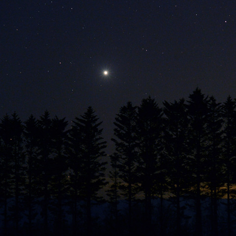 防風林に沈む金星
