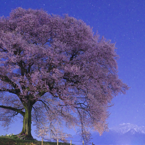 星舞の章 - わに塚劇場