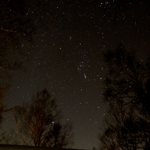 白樺林からのオリオン座