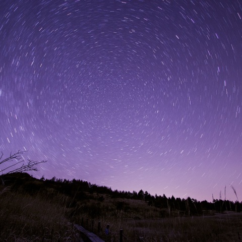 森の親子熊(再処理)