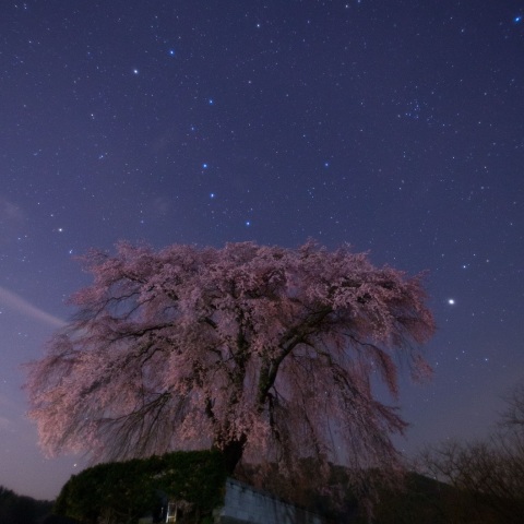 枝垂れ桜とおおぐま