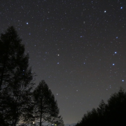 冬眠前の親子熊