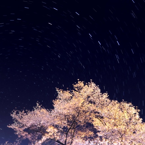 桜と北斗の星夜