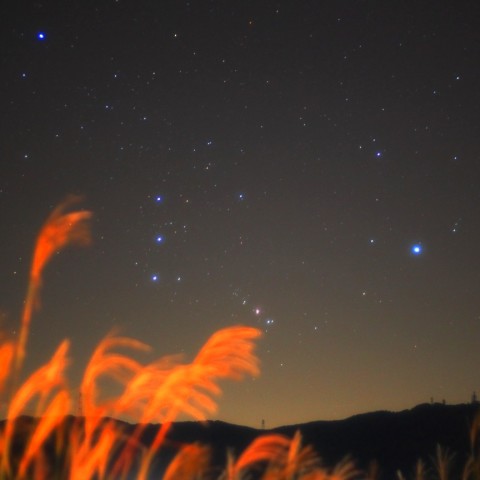 薄と冬の使者オリオン