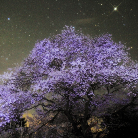 庚申桜と土星
