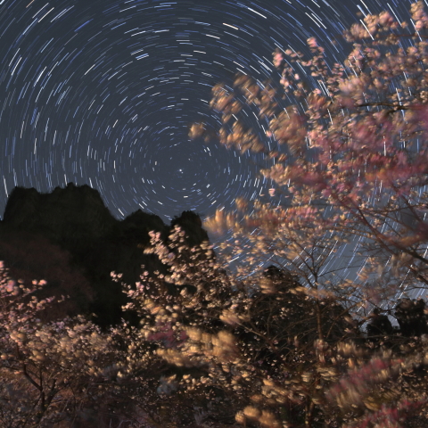 北天とさくらの妙義山