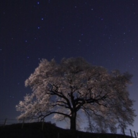 北斗と桜