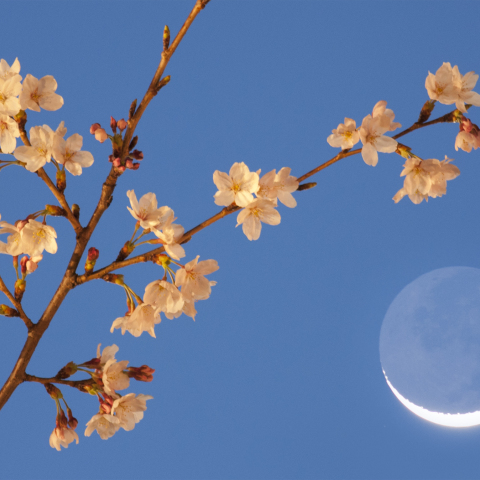 櫻伴の月