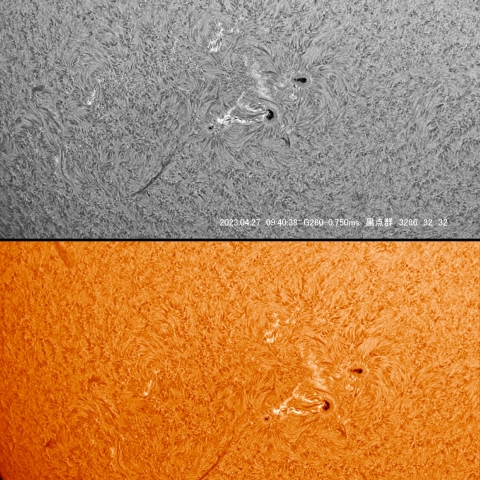 4/27 　黒点群3286　88　85付近のＨα画像 