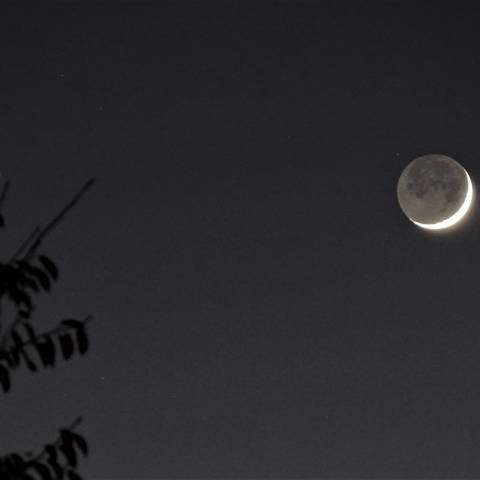 地球照の兎さん