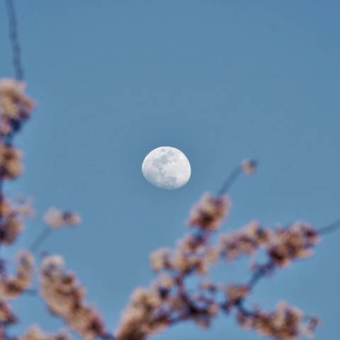 桜に魅せられる月兎