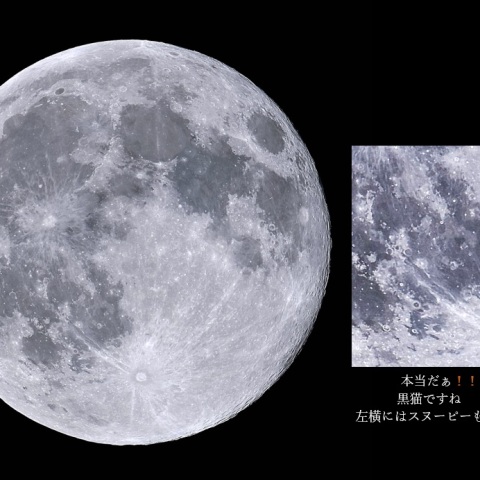 満月の中の黒猫さん