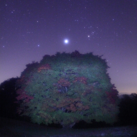 「七色大カエデ」の上に昇る木星とすばる