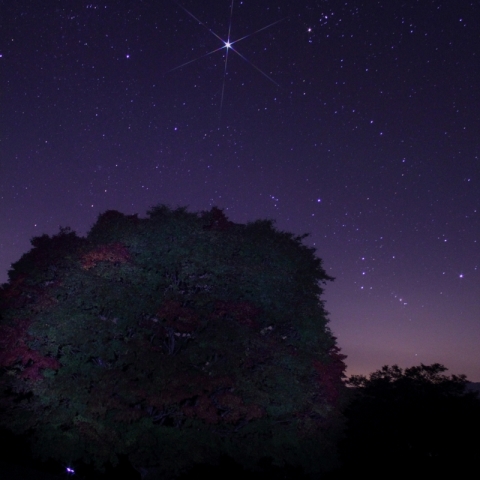「七色大カエデ」の上に輝く木星