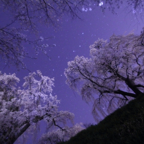 しだれ桜と北斗七星